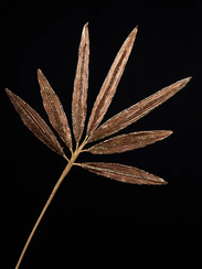 Ветвь Пальмы 58 см., золото, 1 шт., Christmas DeLuxe (89058)