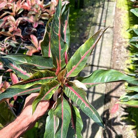 Аглаонема BLACK MARGARET