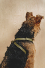 Цельнокожаная шлейка Зеленая