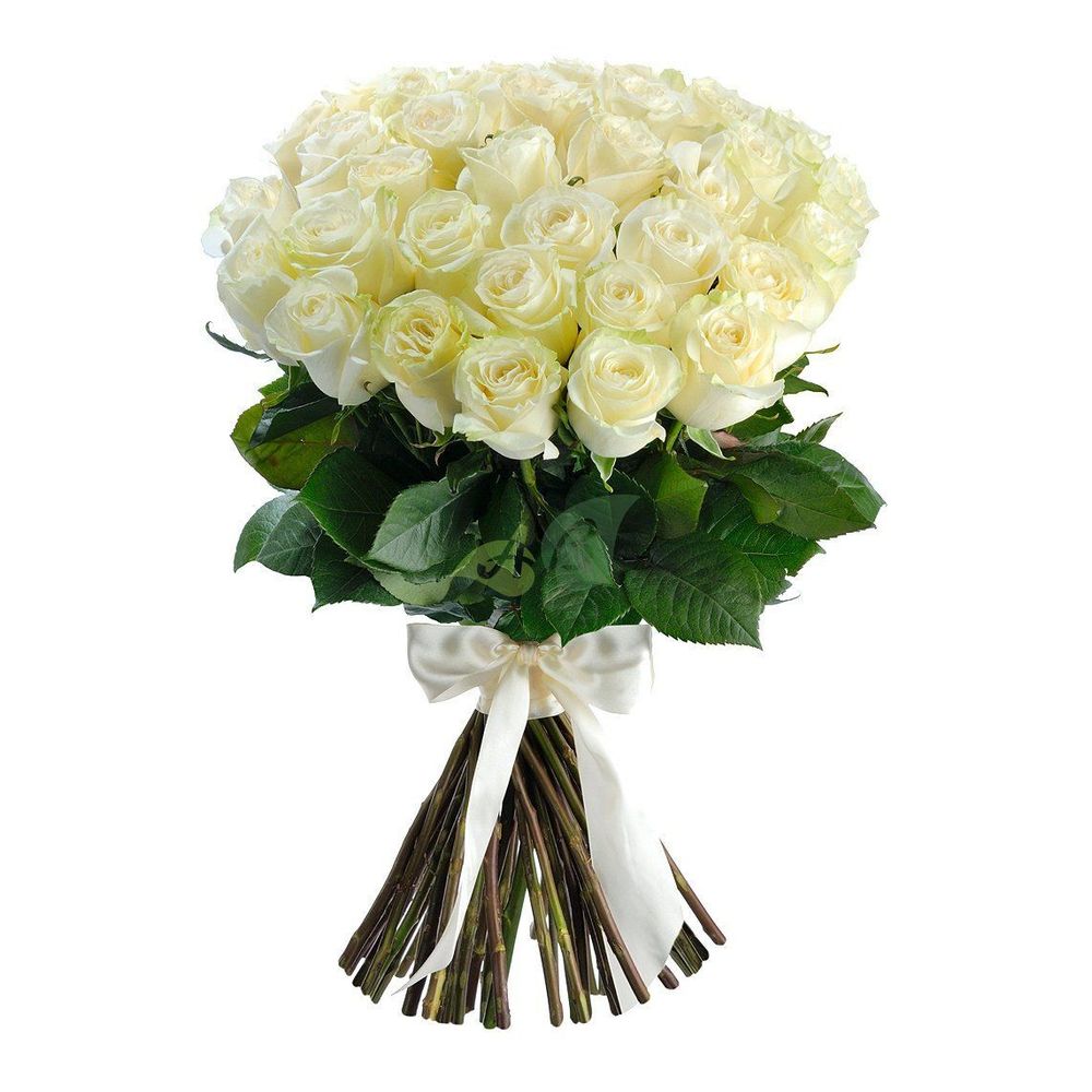 Белые розы 50 см Эквадор