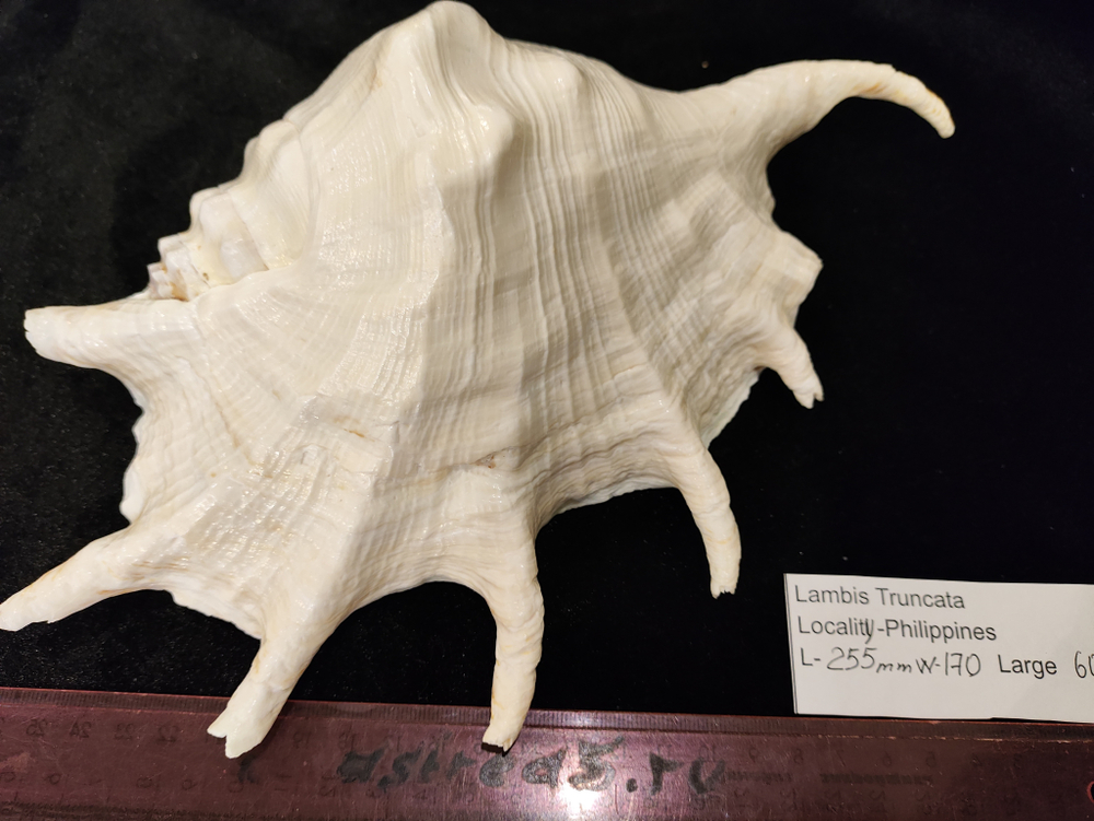 Лямбис Трунката