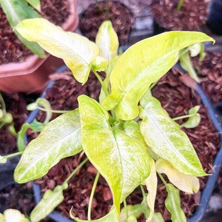 Сингониум RIBBON LEMON