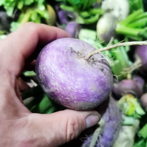 Репа Русская