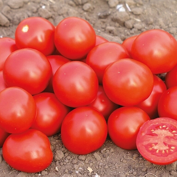 ДОНАЛЬД F1 семена томата процессингового Nunhems купить – фото 1