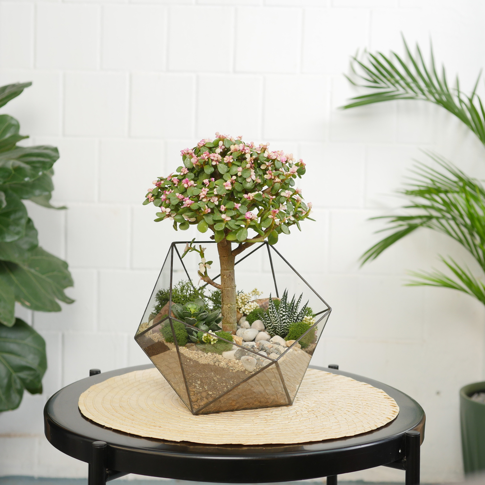 Готовый флорариум с суккулентами бонсай Икос