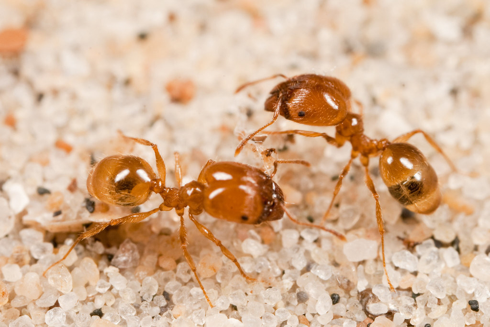 Муравьи Pheidole pallidula