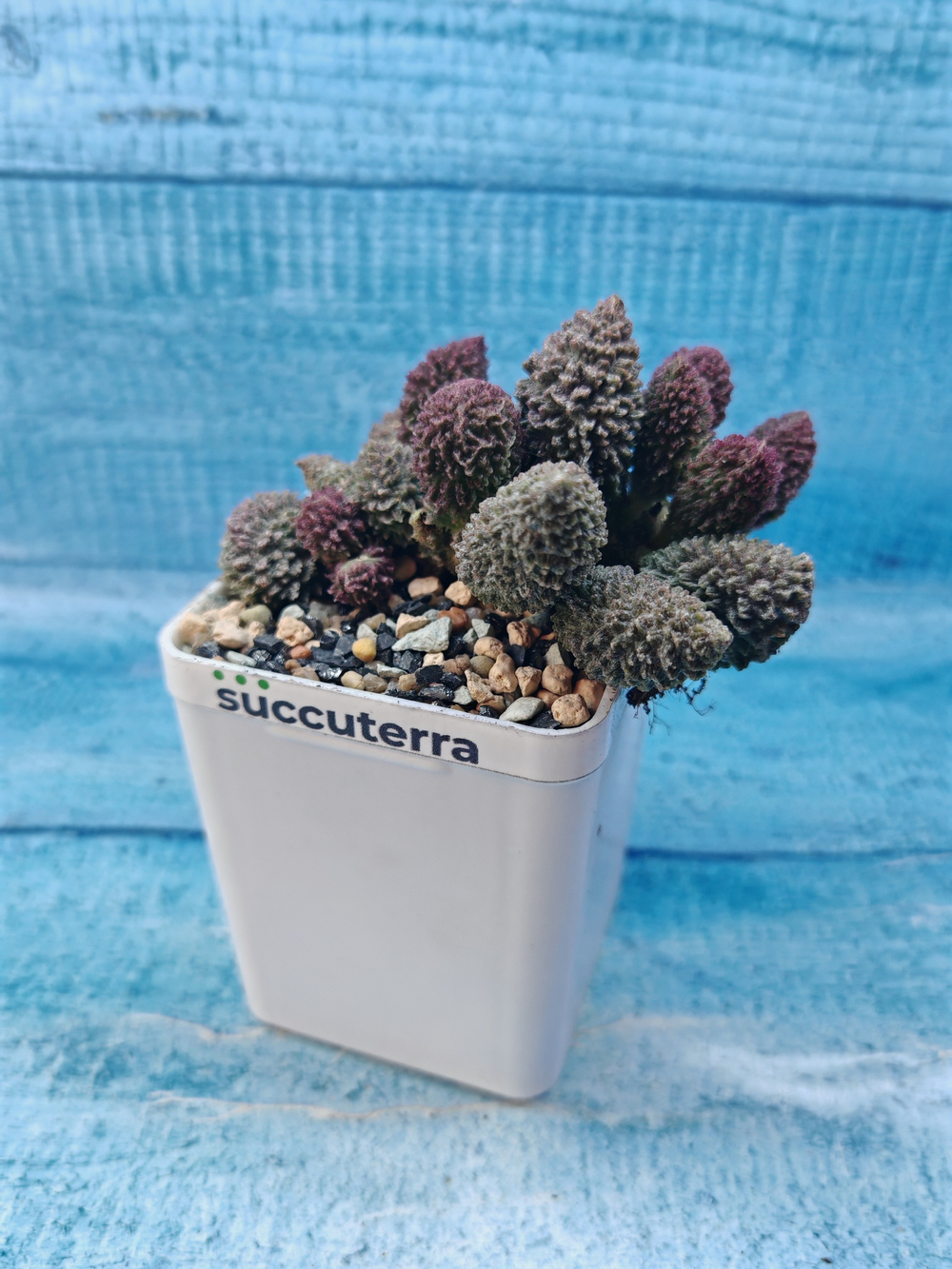 Adromischus Marianae Red Coral (Адромискус)