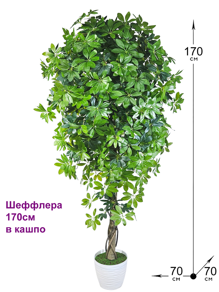 Шеффлера 170см в кашпо