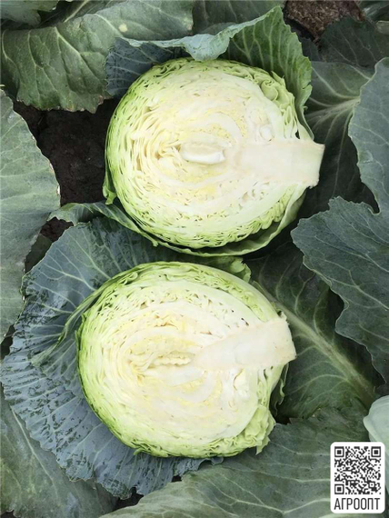 Ботран F1 семена капусты белокочанной (Bejo / Бейо) продукт – фото 2
