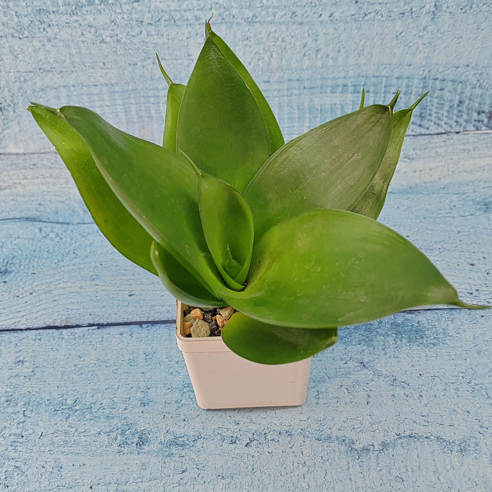 Sansevieria Hahnii Black (Сансевиерия)