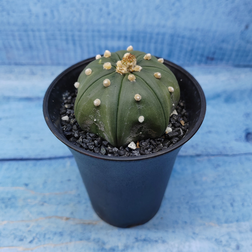 Astrophytum Asterias (Астрофитум)