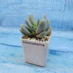 Crassula Tecta (Крассула)
