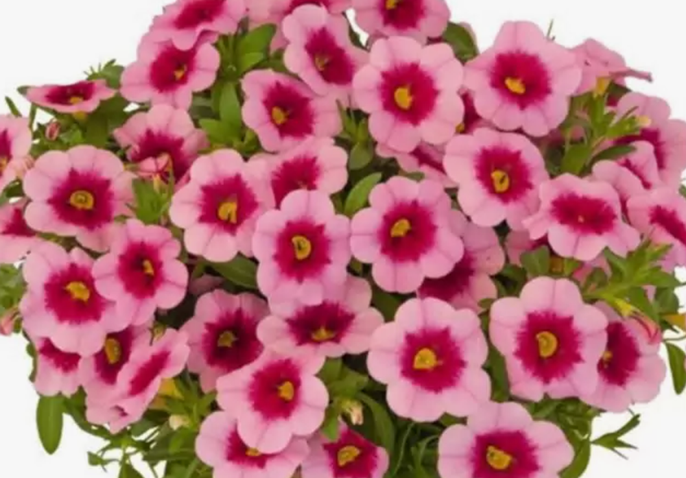 ЕВРО Калибрахоа Aloha Kona Tiki Pink укорененный черенок ОКС