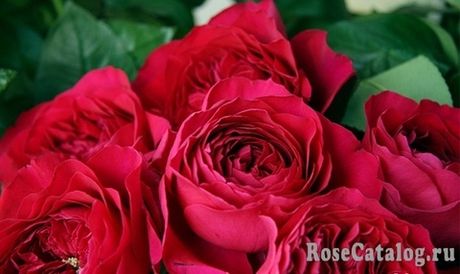 Дарсей (Darcey)