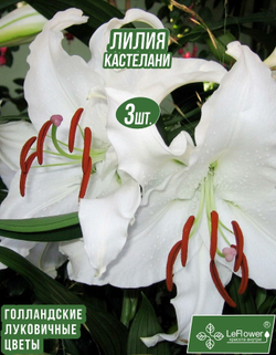 Лилия Луковица, Кастелани 3 шт