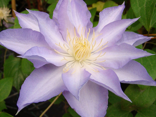 Клематис гибридный Турисланд трехлетка наличие