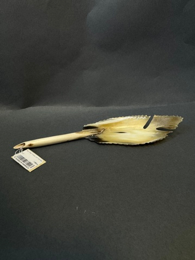 Перо жар птицы