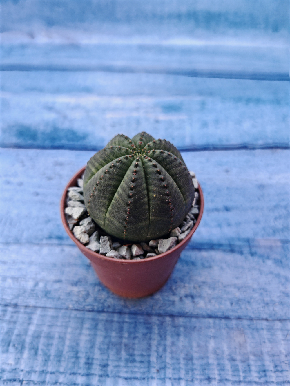Суккулент Euphorbia Obesa (Эуфорбия)