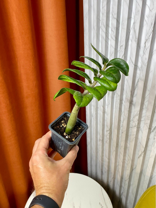 Замиокулькас Зензи, D7см Н20см, 1шт, Urban Jungle (2962)