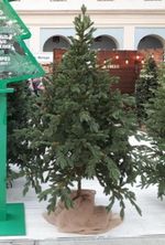 Искусственная ель на ножке «Датская» (Литая хвоя) высота от 1.2 м до 2.4 м