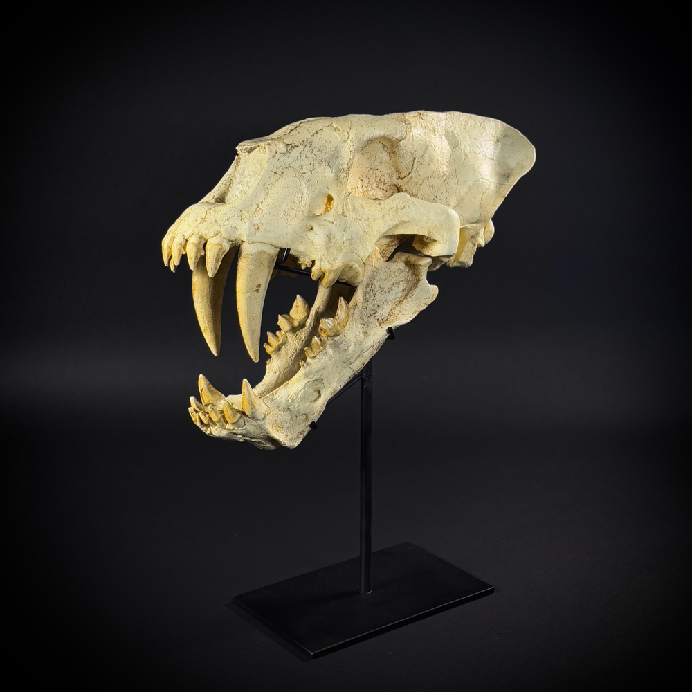 Homotherium на стойке