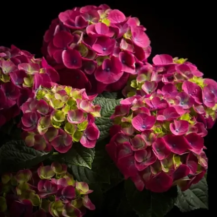 Ningbo / Нингбо (малиновый) Р11 Европа (цветущая)