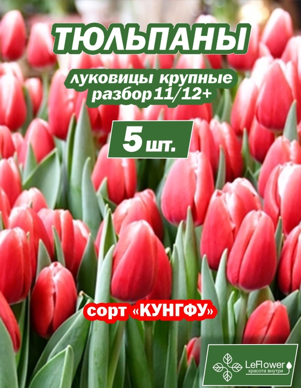 Тюльпан Луковица цветов, Кунг Фу 5 шт,