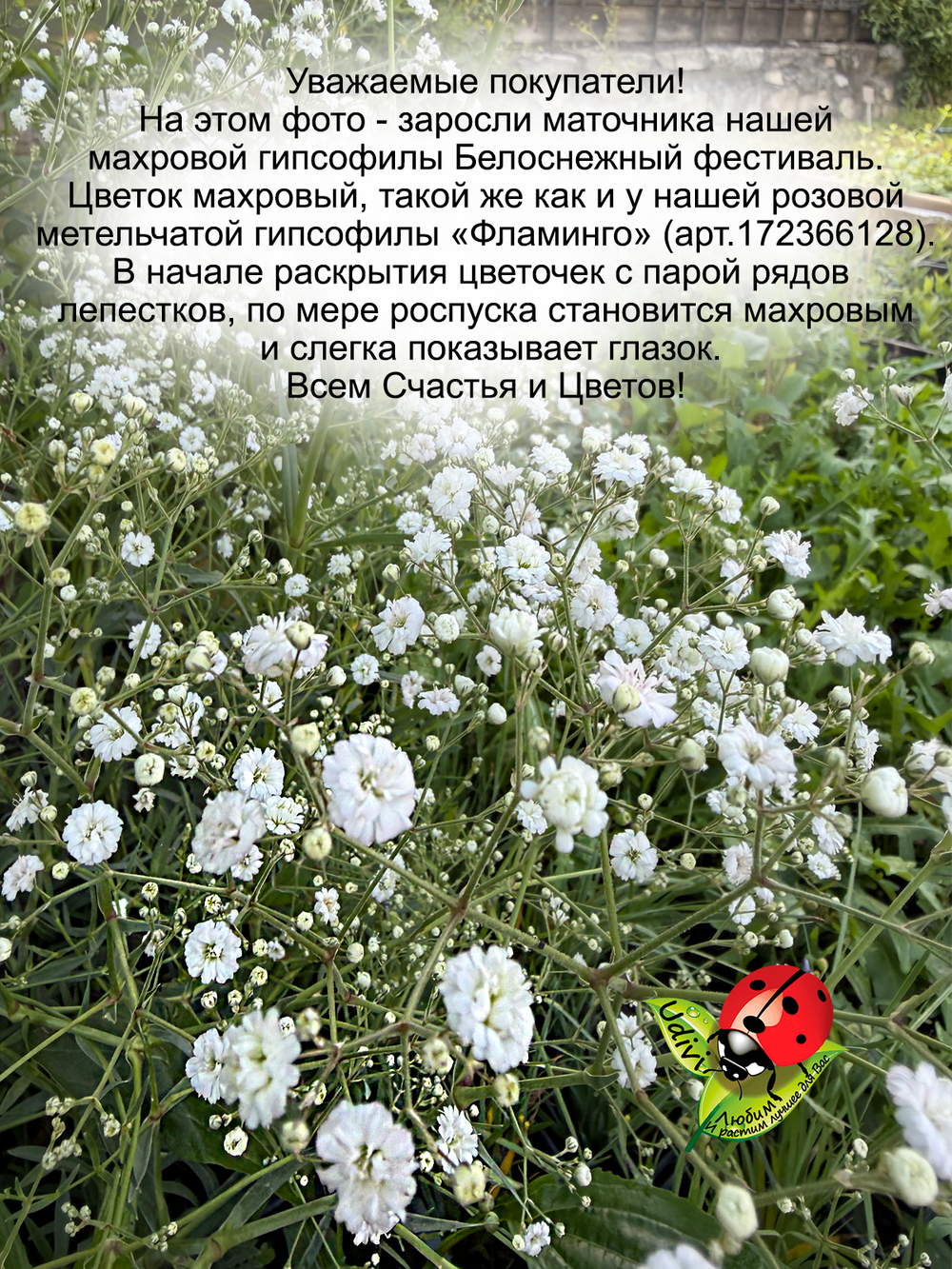 Гипсофила Белоснежный фестиваль Уайт Фестивал не махровая