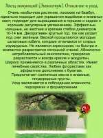 Хвощ зимующий многолетний