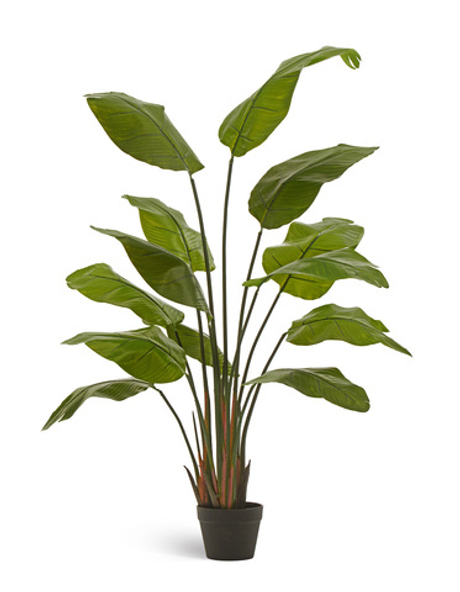 Стрелиция Traveller (Sensitive Botanic)