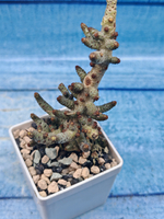 Tylecodon Buchholzianus (Тилекодон)