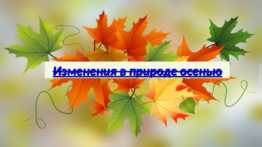 Летние и осенние изменения в природе (13 таблиц + 32 карт.) — купить по ФГОС | Учебный стандарт