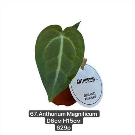 67. Антуриумы Магнификум (Anthurium Magnificum) D6см Н15см