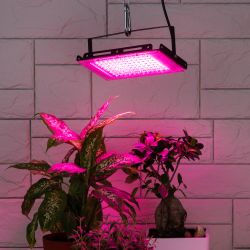 Фитопрожектор для растений светодиодный ЭРА FITO-80W-RB-LED-Y красно-синего спектра