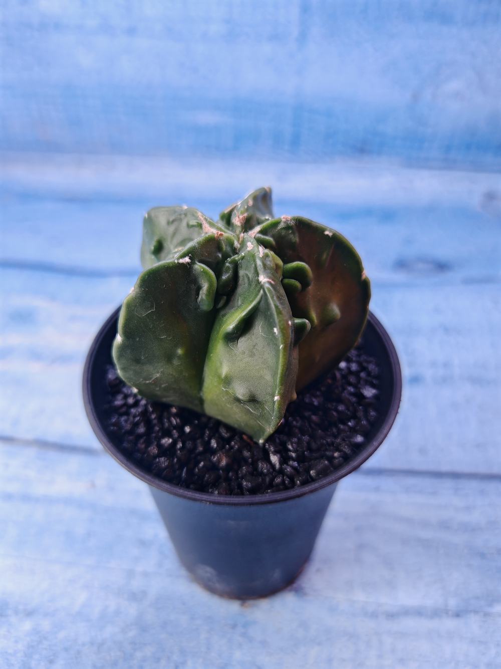 Astrophytum Myriostigma monstrosa (Астрофитум)