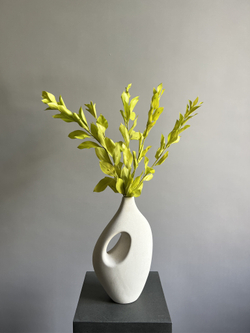 Рускус садовый стабилизированный светло-зеленый