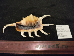 Лямбис Скорпиус "100-160мм"