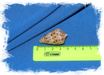 Конус генуатус (Conus genuanus) размер