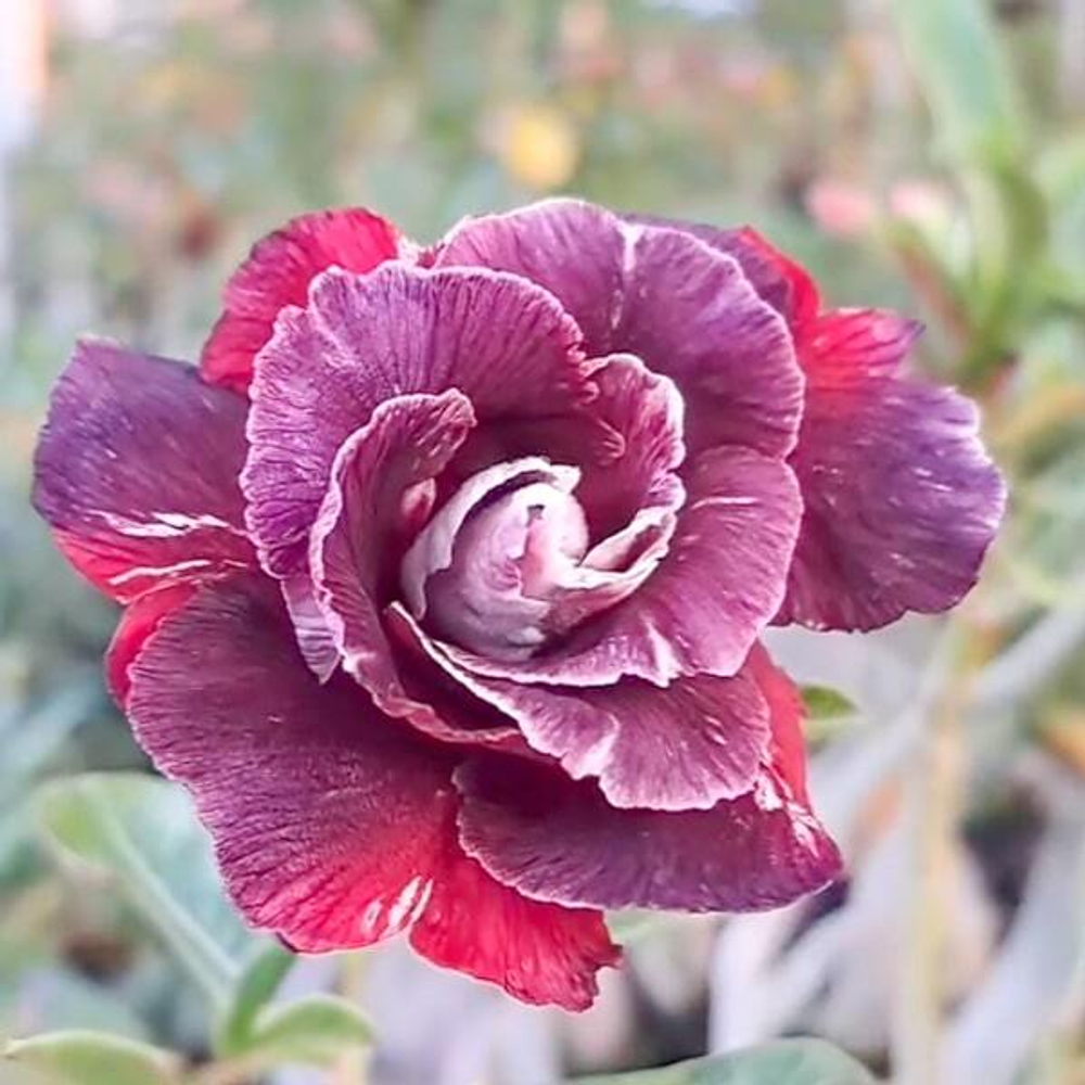 Адениум PIDEKSO