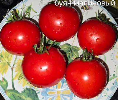 БУЯН МАЛИНОВЫЙ