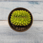 Gymnocalycium Spineless Crested form (Гимнокалициум Кристатный)