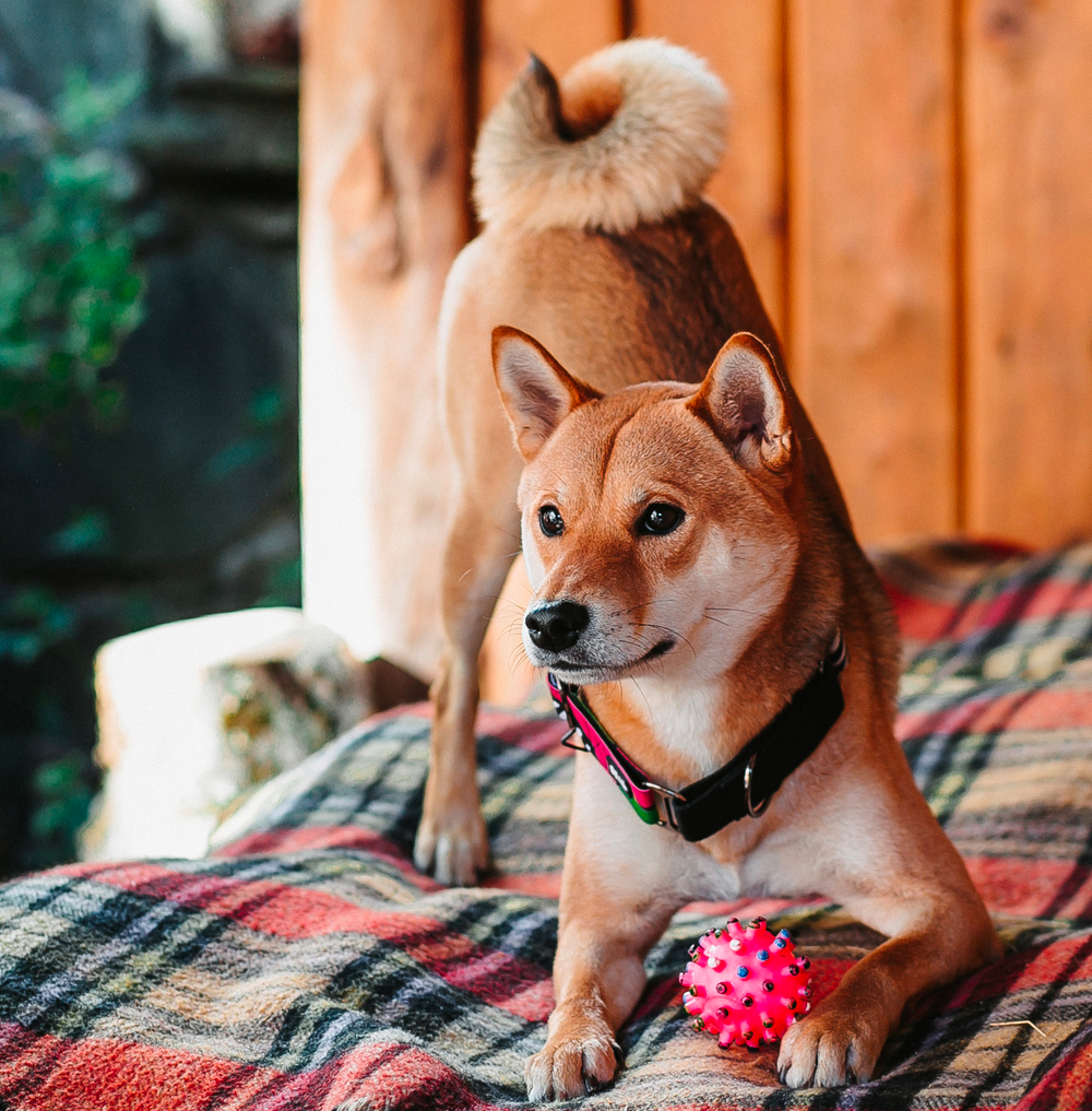 Ошейник Вайб 90-х, наличие