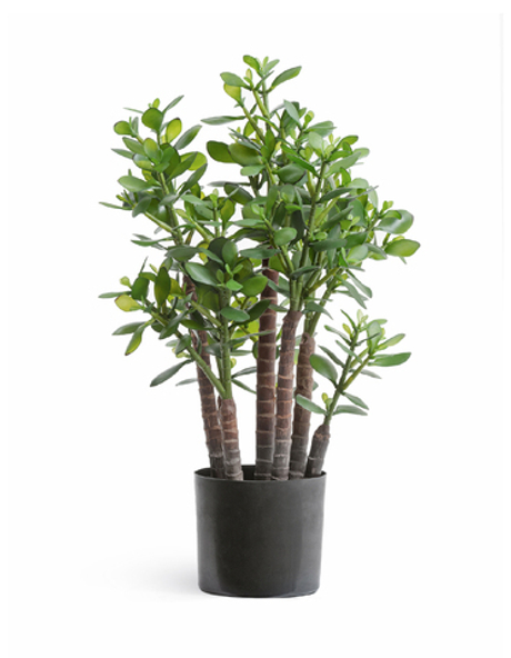 Красула (денежное дерево) 60см