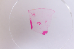 Набор микропрепаратов Konus 25: «Клетки и ткани животных»