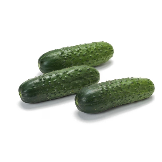 ЛЕНАРА_F1_огурец_Rijk_Zwaan_купить_семена – фото 2