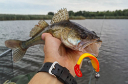 Виброхвосты LJ 3D Series RED TAIL SHAD 5.0in (12.50)/PG03 3шт.