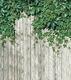 Коллекция GREENDAY