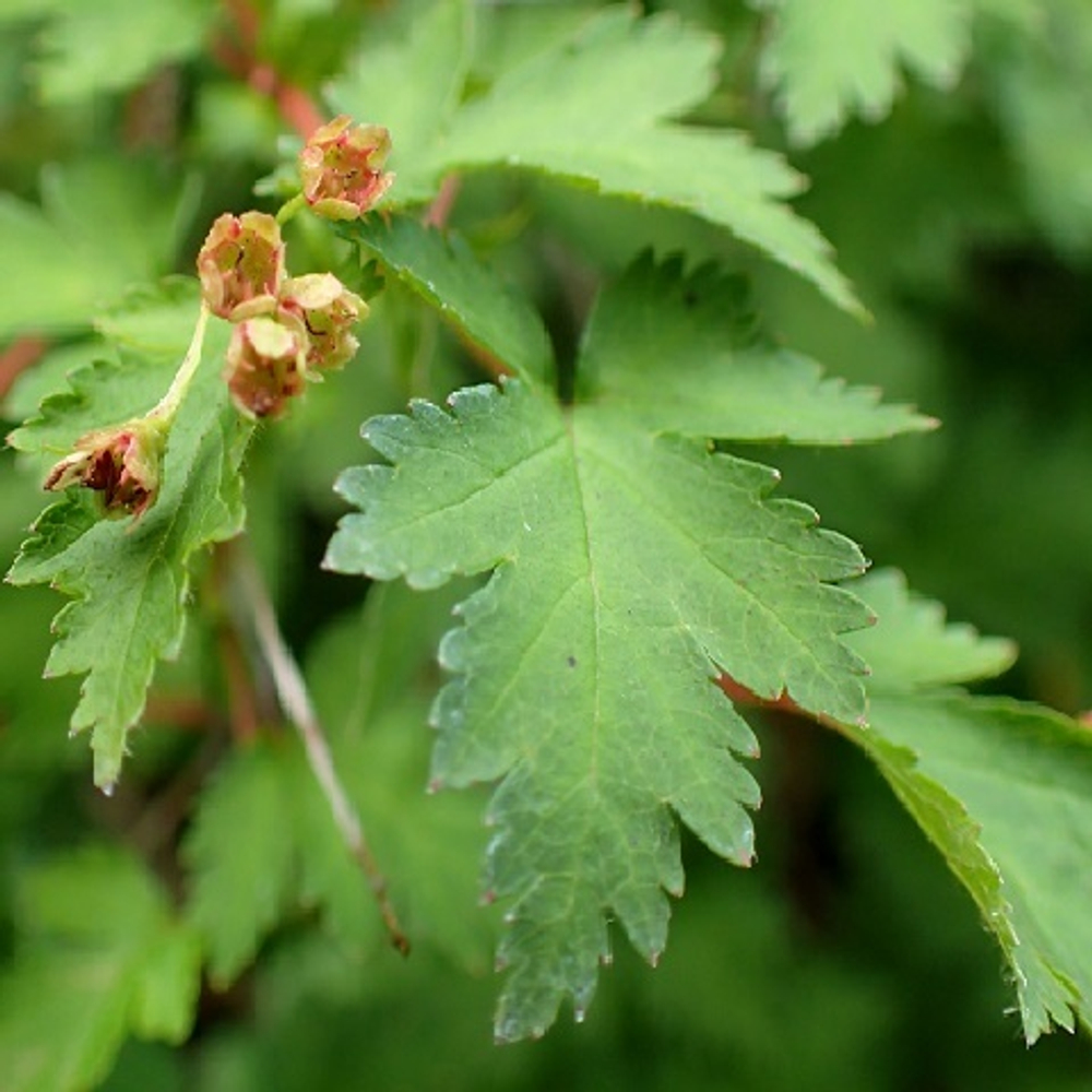 Стефанандра надрезаннолистная Криспа