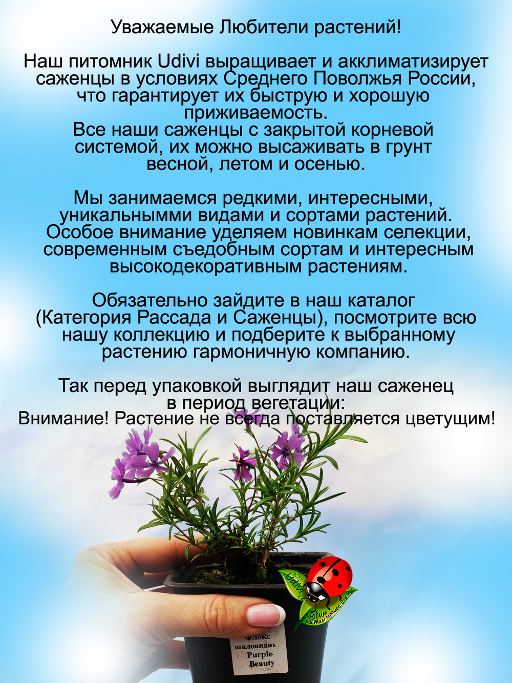 Флокс шиловидный Перпл Бьюти сиреневый