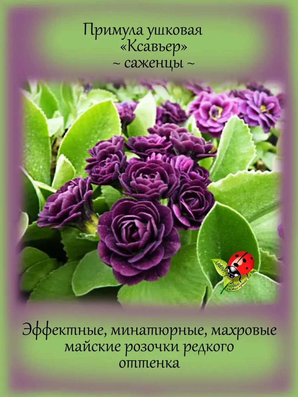 Примула Ксавьер ушковая первоцвет